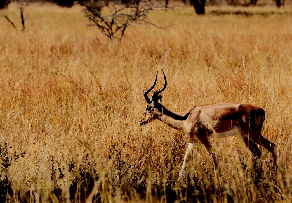 Impala A