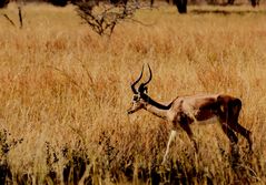 Impala A