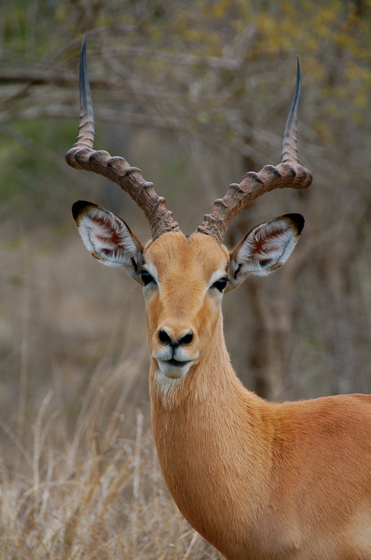 Impala