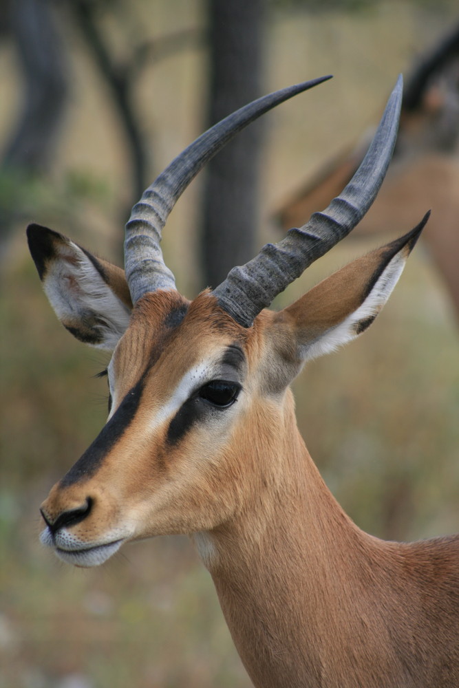 Impala