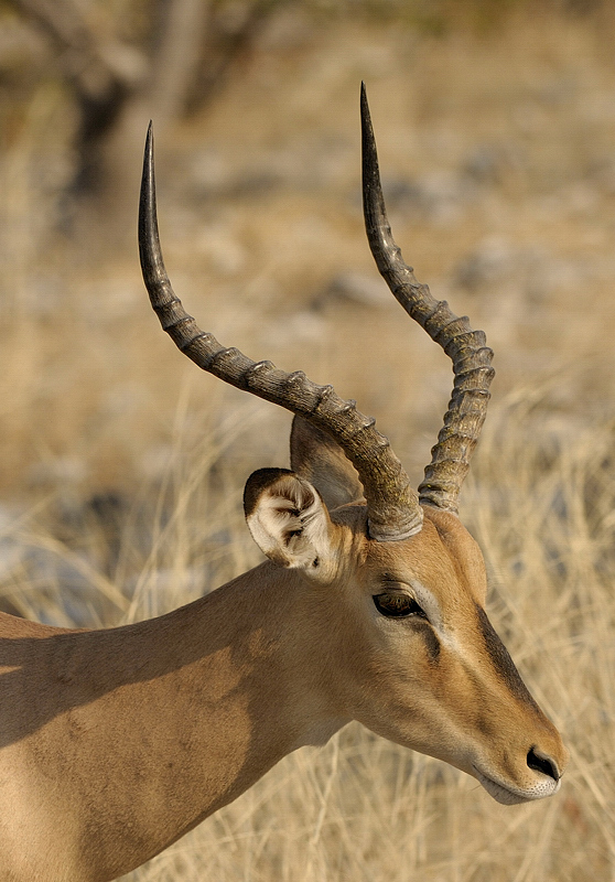 Impala