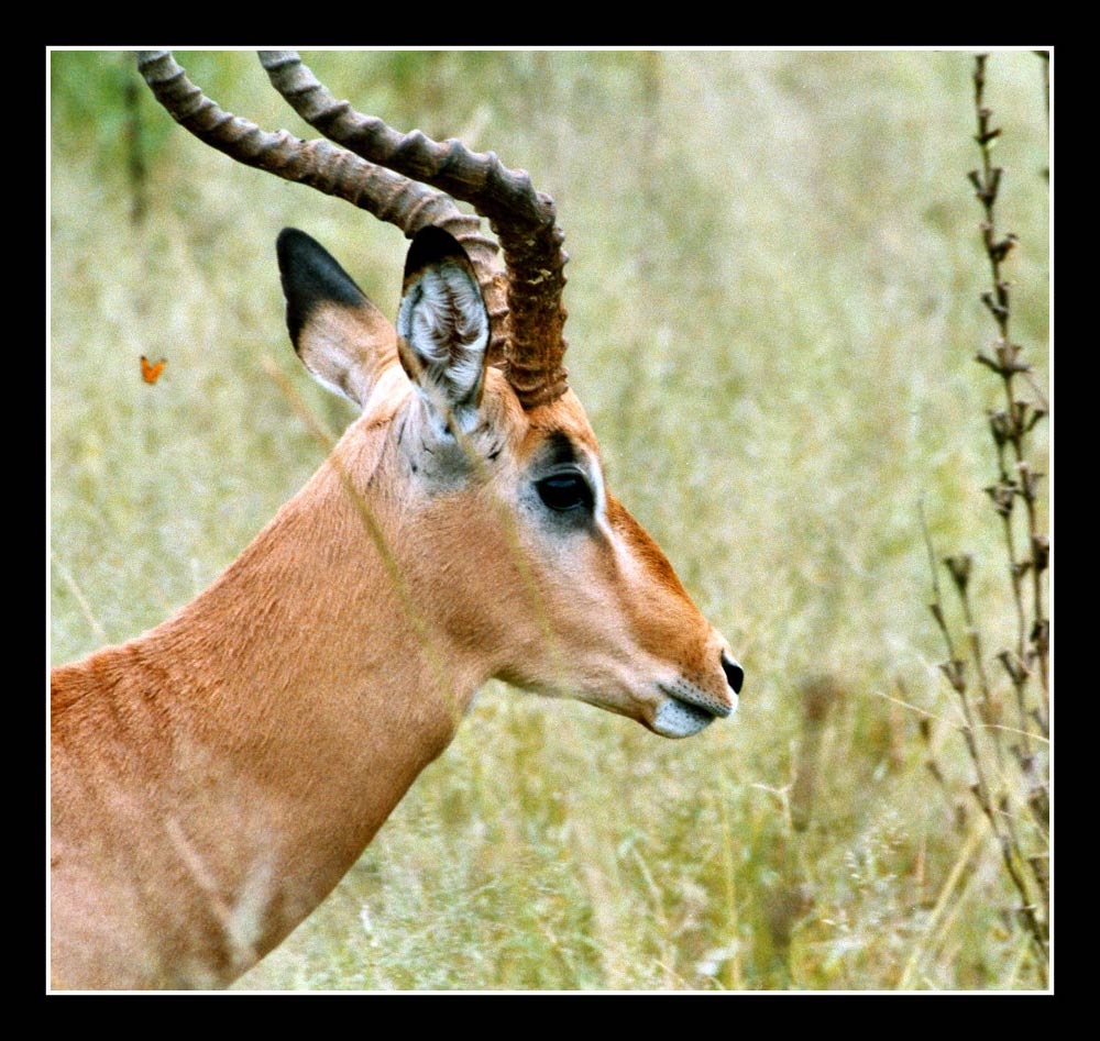 Impala...