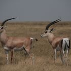 Impala (Aepyceros melampus) (3)