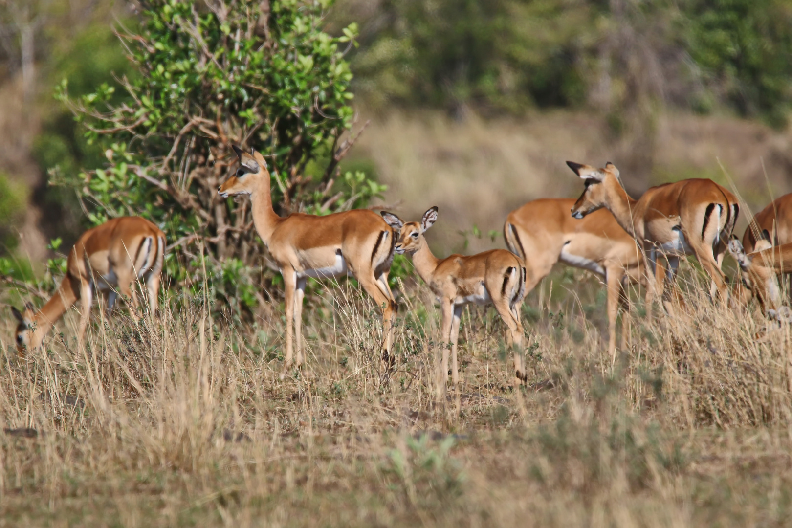 Impala (Aepyceros melampus)