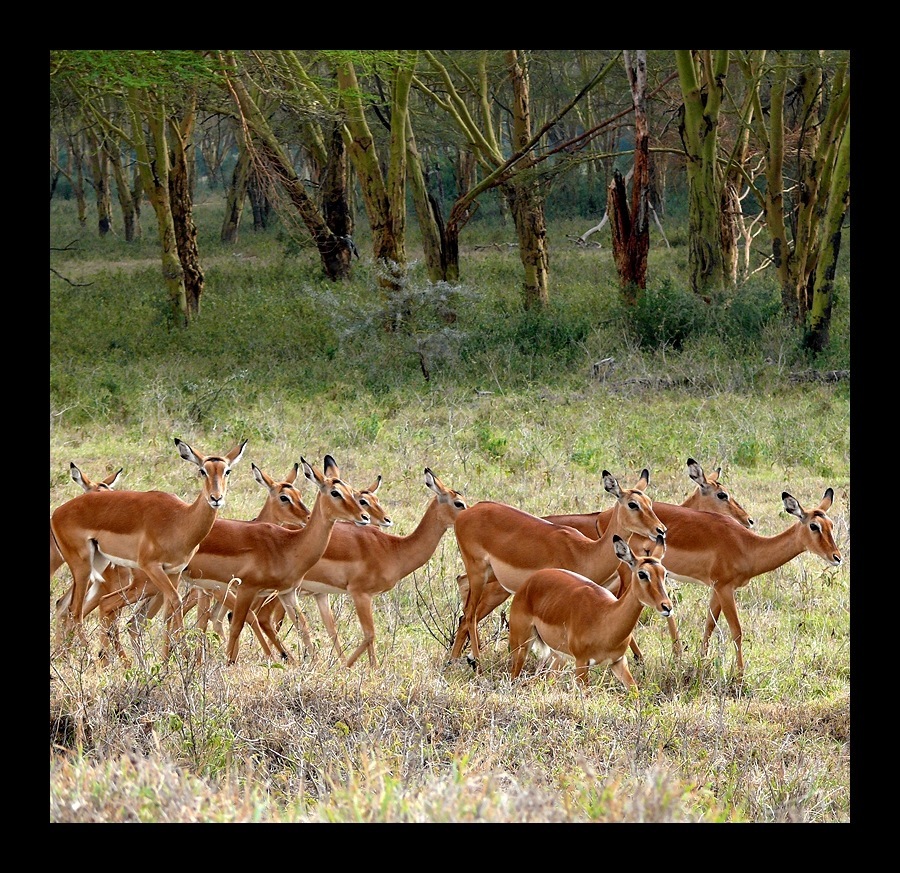 Impala (Aepyceros melampus)