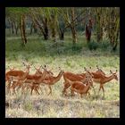 Impala (Aepyceros melampus)