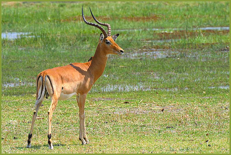 Impala - Aepyceros melampus