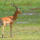 Impala - Aepyceros melampus