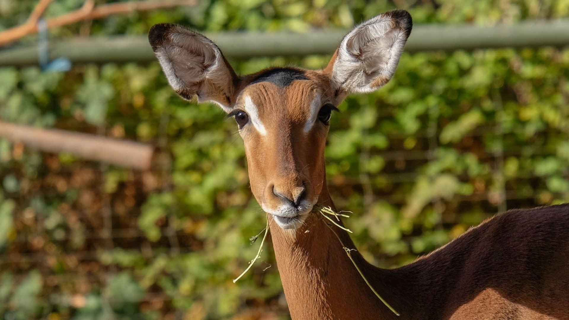 Impala, Aepyceros melampus