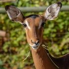 Impala, Aepyceros melampus