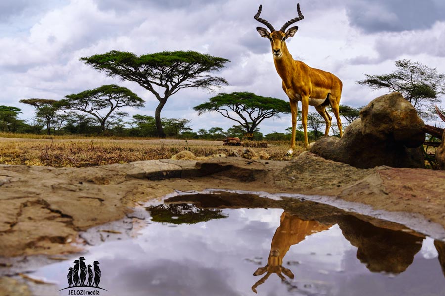 Impala am Wasser