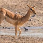 Impala an der Wasserstelle