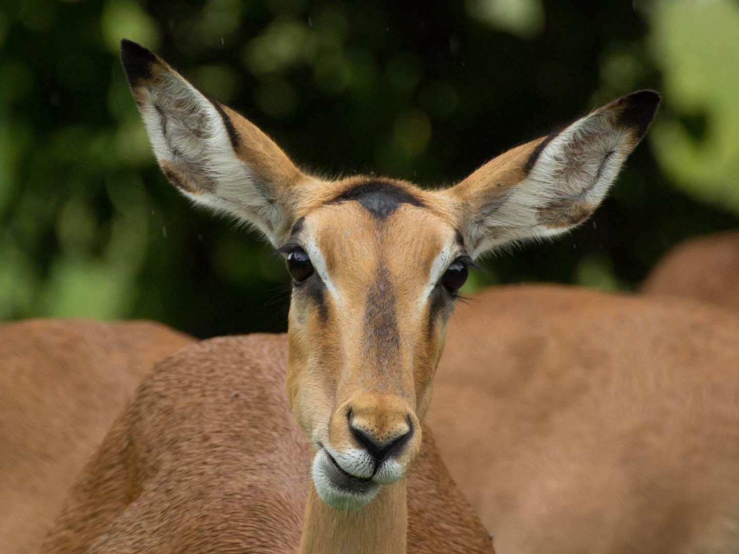 Impala-Antilope