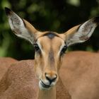 Impala-Antilope