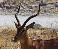 Impala-Antilope