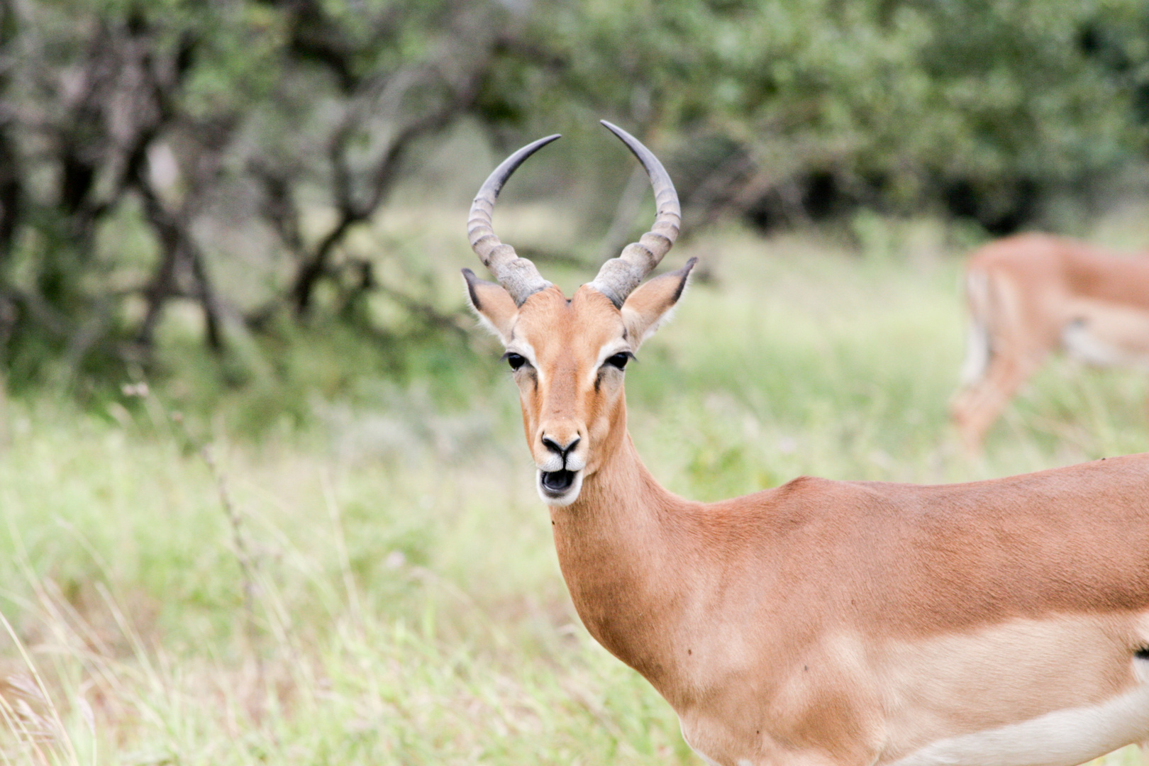 Impala Antilope