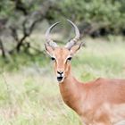 Impala Antilope