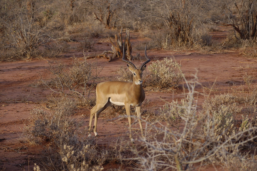 Impala (Antilope)