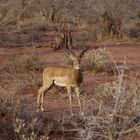 Impala (Antilope)