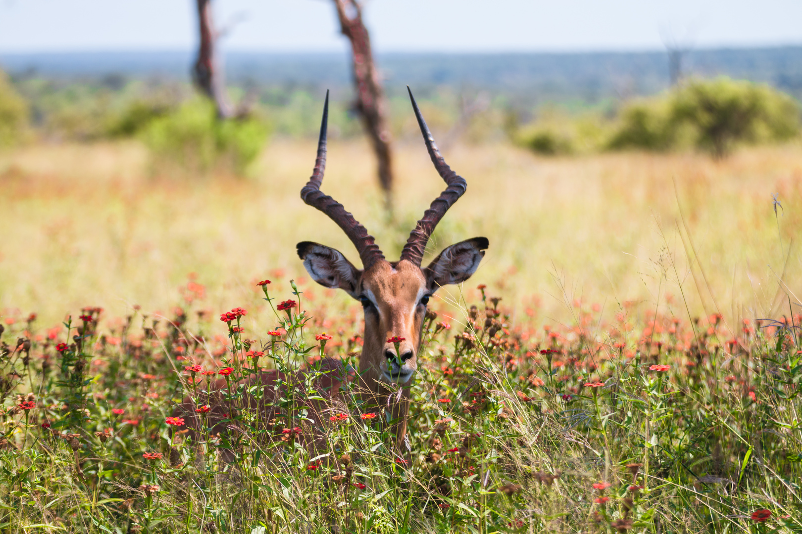 Impala-Antilope im Krüger Nationalpark