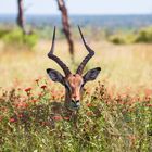Impala-Antilope im Krüger Nationalpark