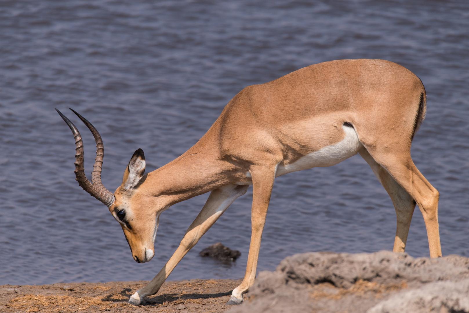 Impala Antilope im Sonnenlicht