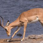Impala Antilope im Sonnenlicht