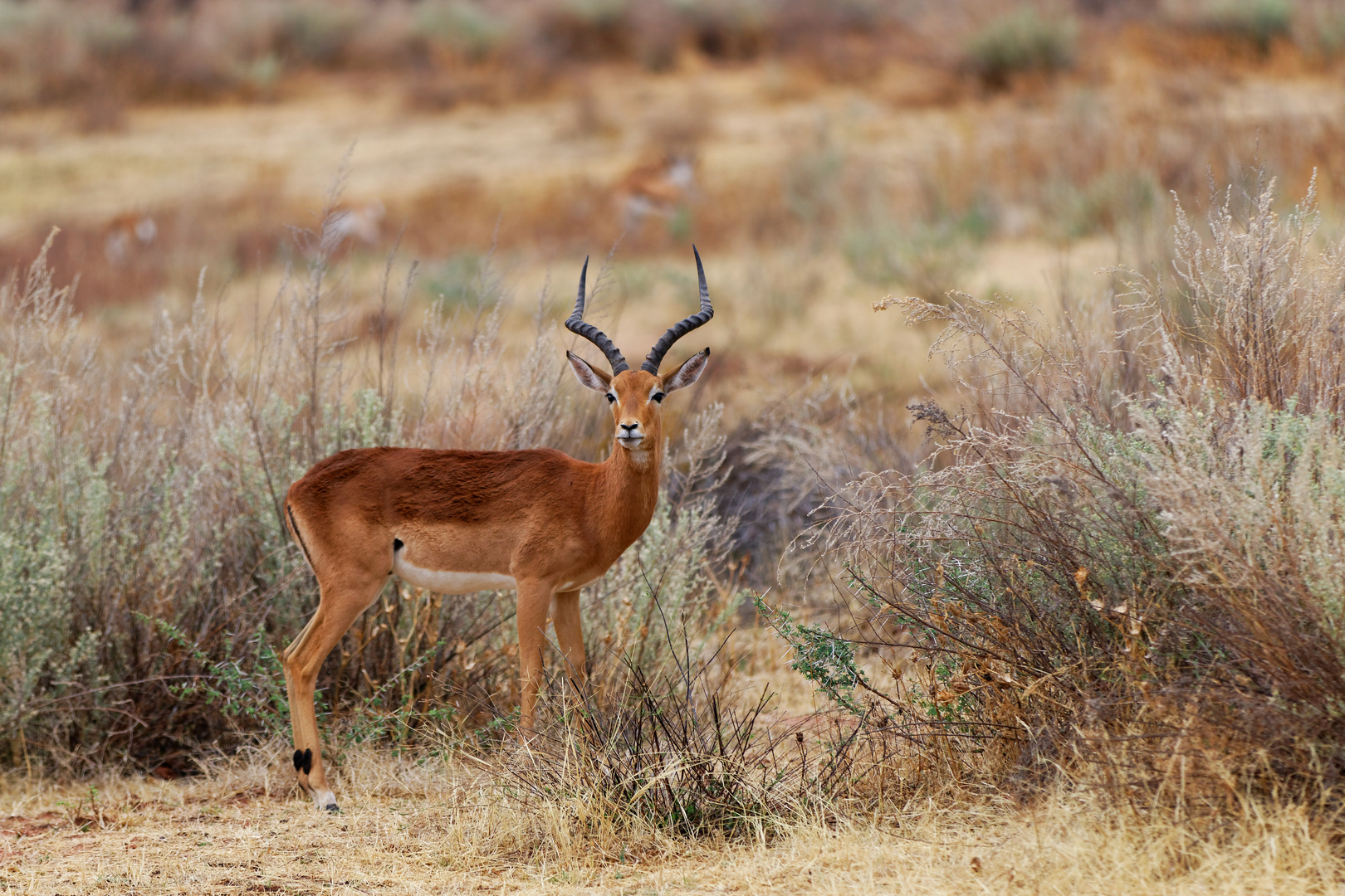 Impala-Antilope in Namibia - Bin ich nicht schön?