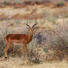 Impala-Antilope in Namibia - Bin ich nicht schön?