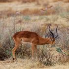 Impala-Antilope in Namibia