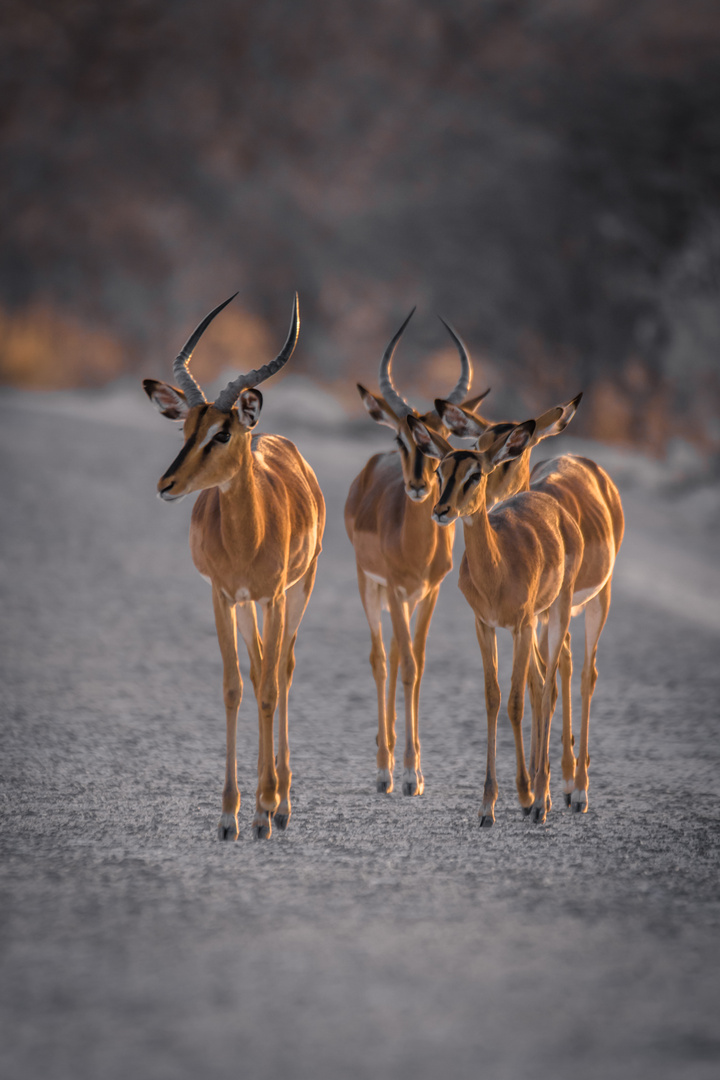 Impala Antilopen