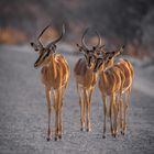 Impala Antilopen