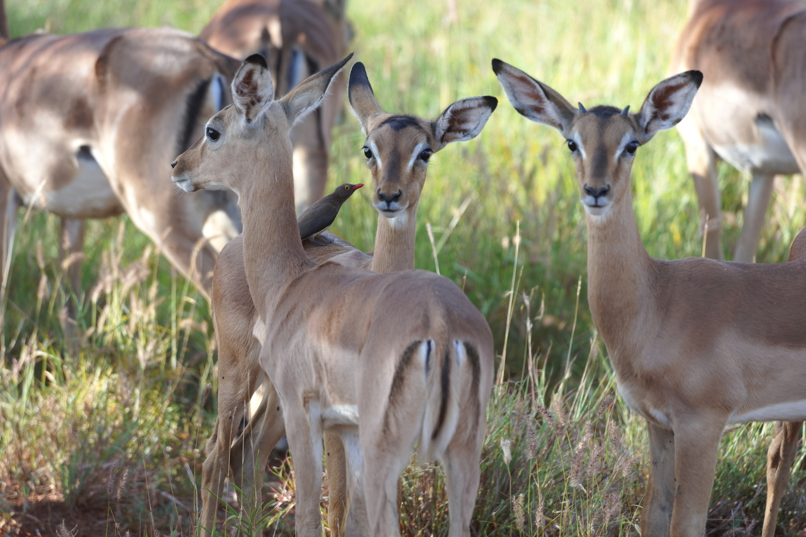 Impala Antilopen