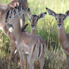 Impala Antilopen