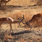 Impala Antilopen