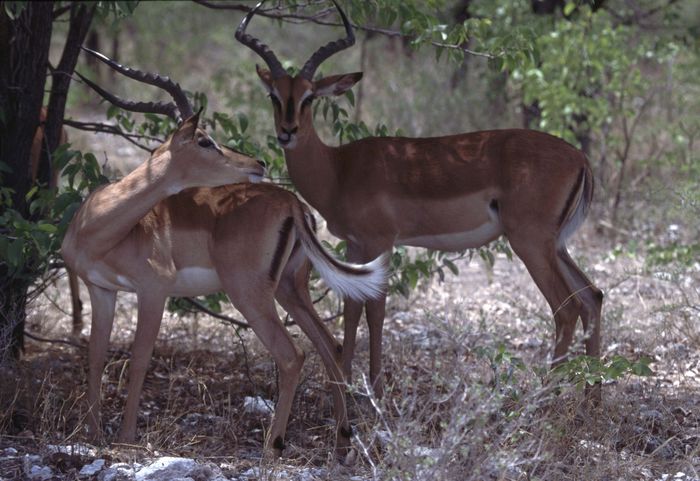 Impala-Antilopen