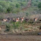 Impala Antilopen