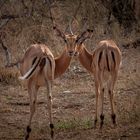 Impala-Antilopen