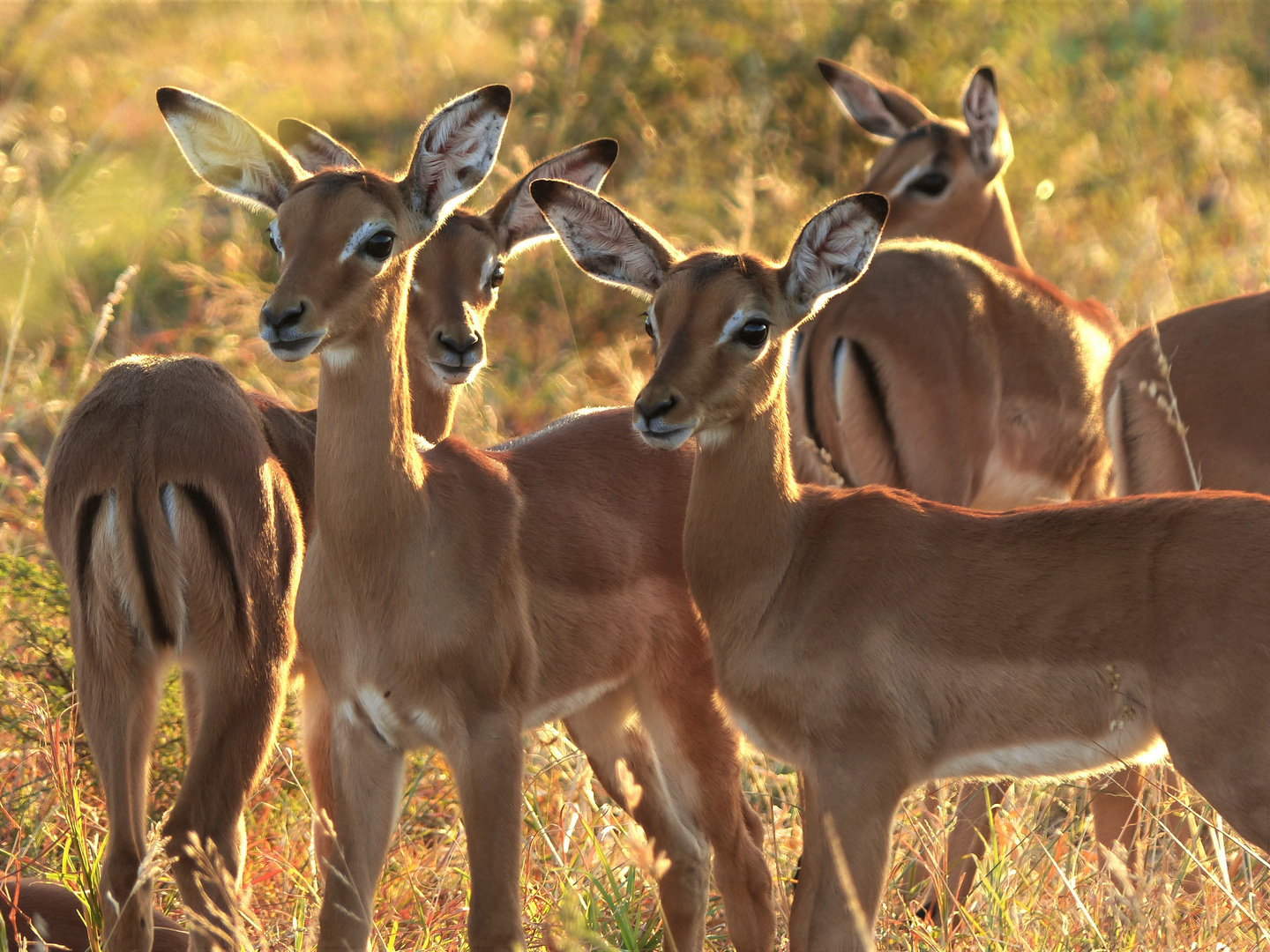 Impala Antilopen im Hluhluwe-iMfolozi-Park, Südafrika 1