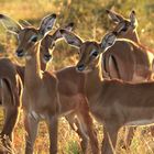 Impala Antilopen im Hluhluwe-iMfolozi-Park, Südafrika 1