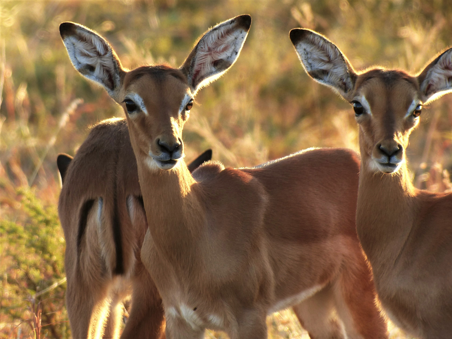 Impala Antilopen im Hluhluwe-iMfolozi-Park, Südafrika 2