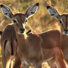 Impala Antilopen im Hluhluwe-iMfolozi-Park, Südafrika 2