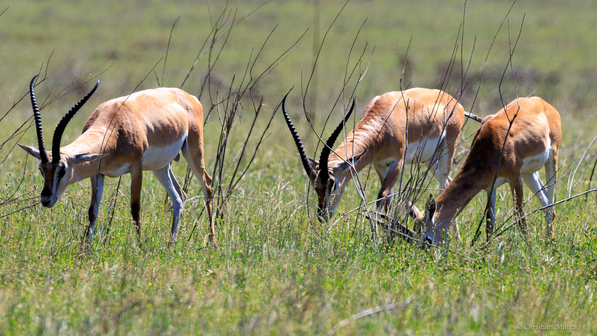 Impala-Antilopen in Serengeti 1