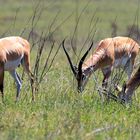 Impala-Antilopen in Serengeti 1