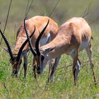Impala-Antilopen in Serengeti 2