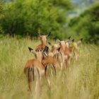 Impala Antilopen in Südafrika/ Pilanesberg Nationalpark
