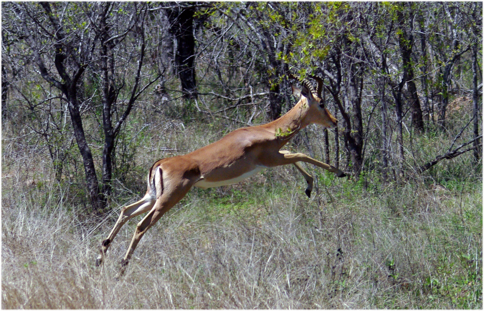 Impala auf der Flucht