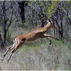 Impala auf der Flucht