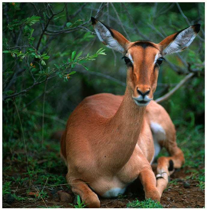 IMPALA AUGEN