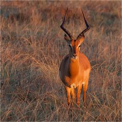 Impala